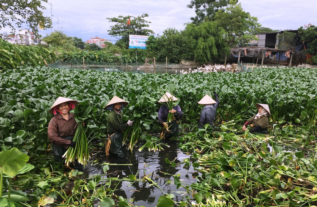 Loại cây mọc dại trở thành hàng xuất ngoại đắt giá